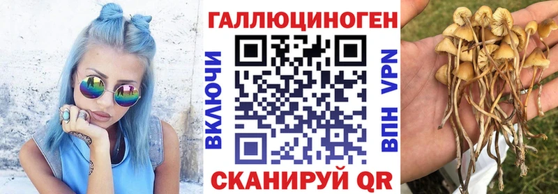 Купить  Ахтырский  Галлюциногенные грибы Cubensis 